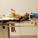 UQ defends vet training practices