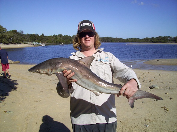 Shark caught in Moreton Bay