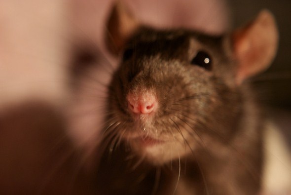 Close up picture of a rat.