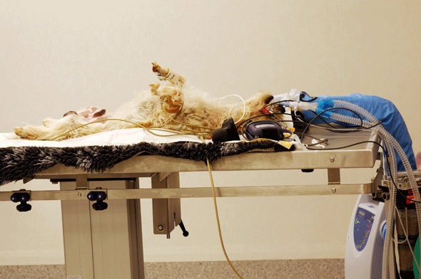 A dog undergoing desexing surgery at the University of Queensland Gatton campus' Small Animal Clinic