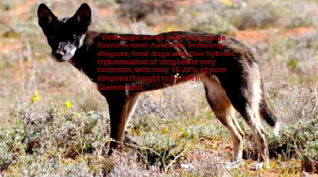 MONGRELS: Dingo hybrids are a major issue.