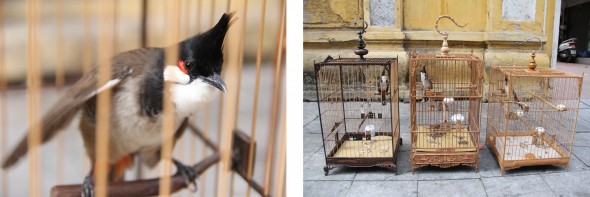Keeping songbirds is very popular among the Vietnamese. Cages are often hung on opposite sides of a café or restaurant, encouraging the birds to sing harmonious melodies to one another. Vietnamese bird enthusiasts place their bird’s cages side by side so that they will learn new songs from one another.