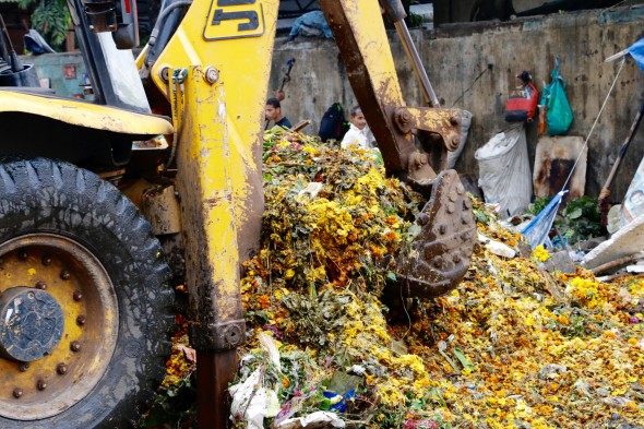 A bulldozer removes hundreds of kilograms of rotting flowers from Mumbai's largest flower market. 