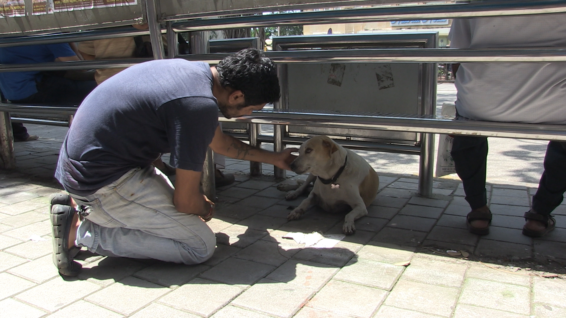 Bombay Strays: Protecting Street Dogs in Mumbai
