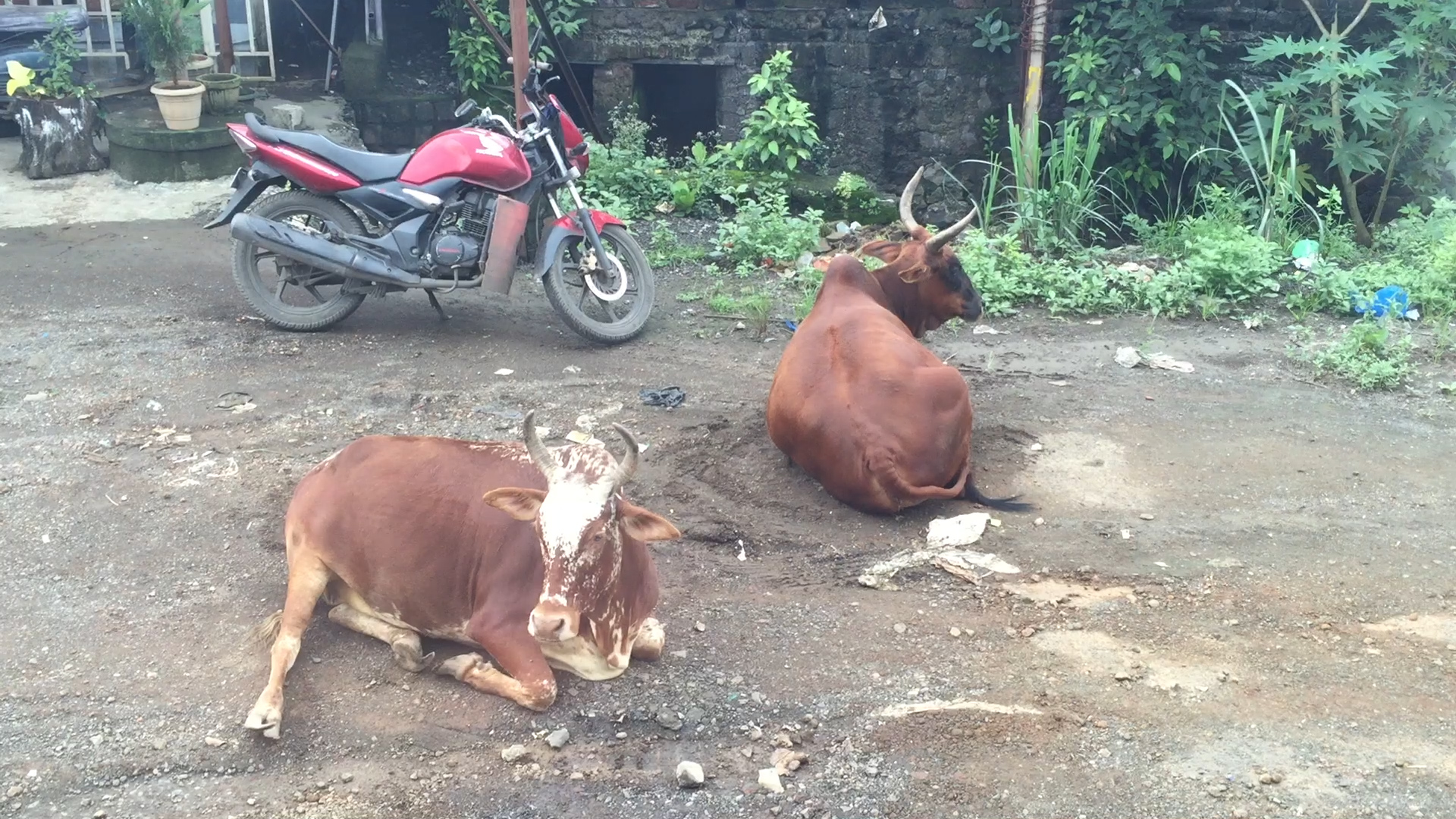 The Cows of Mumbai