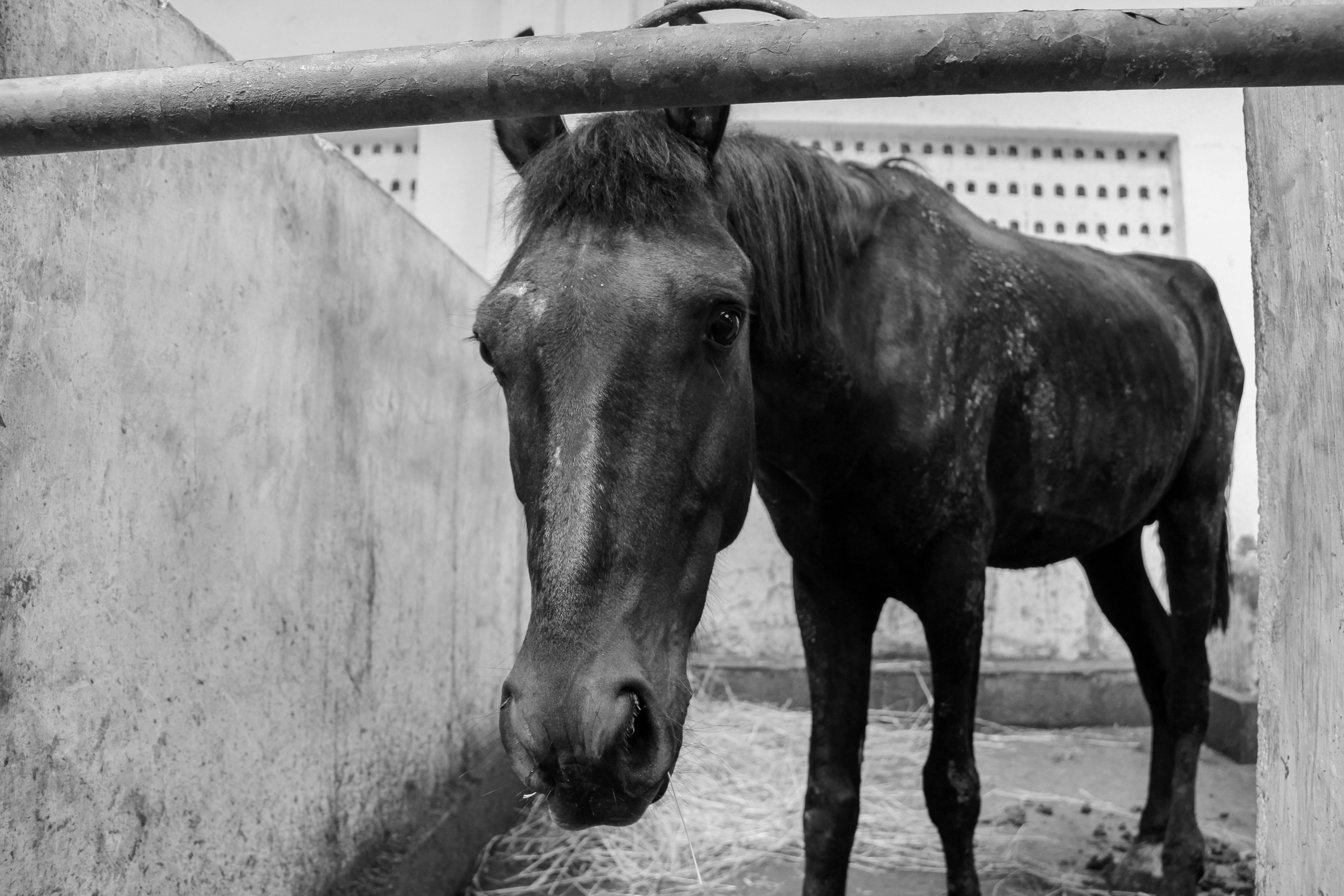 Banning Mumbai’s iconic Victoria horses: what will the consequences be?