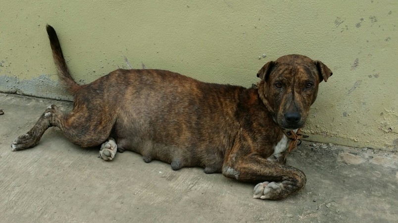 The strays of Mumbai