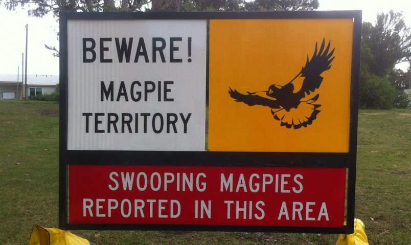 It’s swooping season