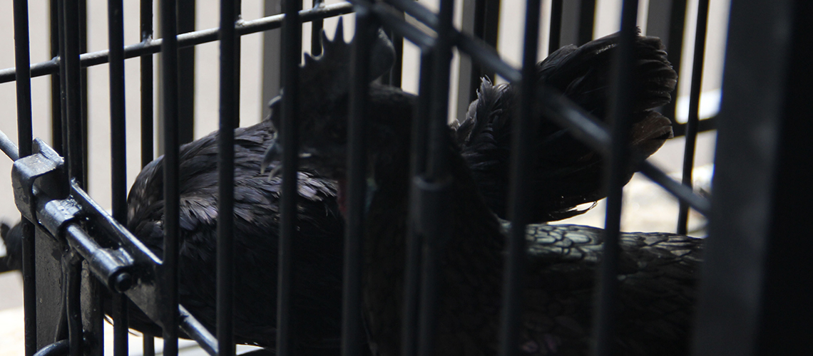 The dark bird of Indonesia