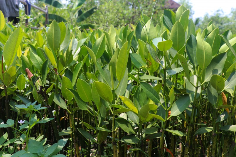 New mangrove seedlings planted by locals in Muara Angke 