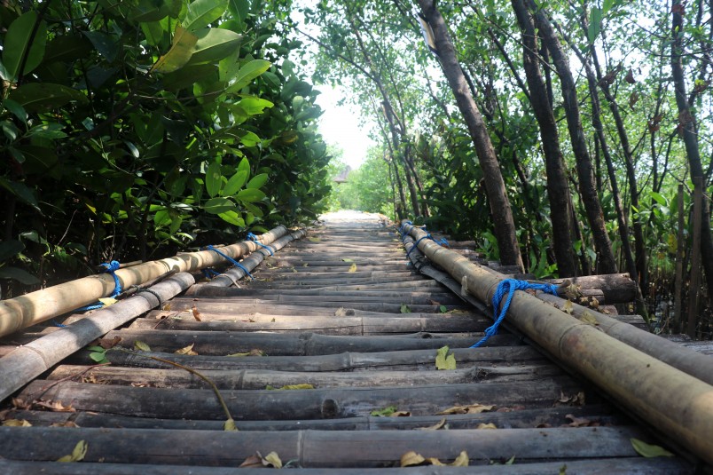 One of the bamboo boardwalks through the mangroves – the best way to get through the mangroves without sinking into the mud or water and damaging new plant growth