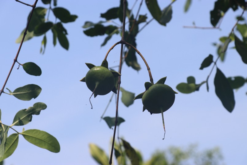 Fruit of the mangroves