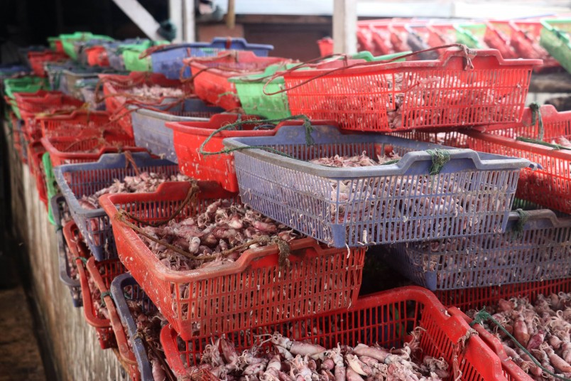 After being boiled, the squid is scooped up in baskets, then taken to racks to dry
