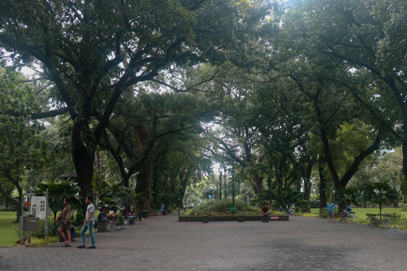 The enormous trees of Taman Suropati, the first of which were planted in 1920