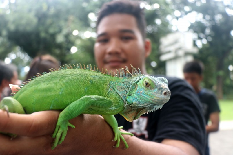 Some of the interesting people and creatures you run into in Taman Suropati, these people are from the Jakarta reptile appreciation society