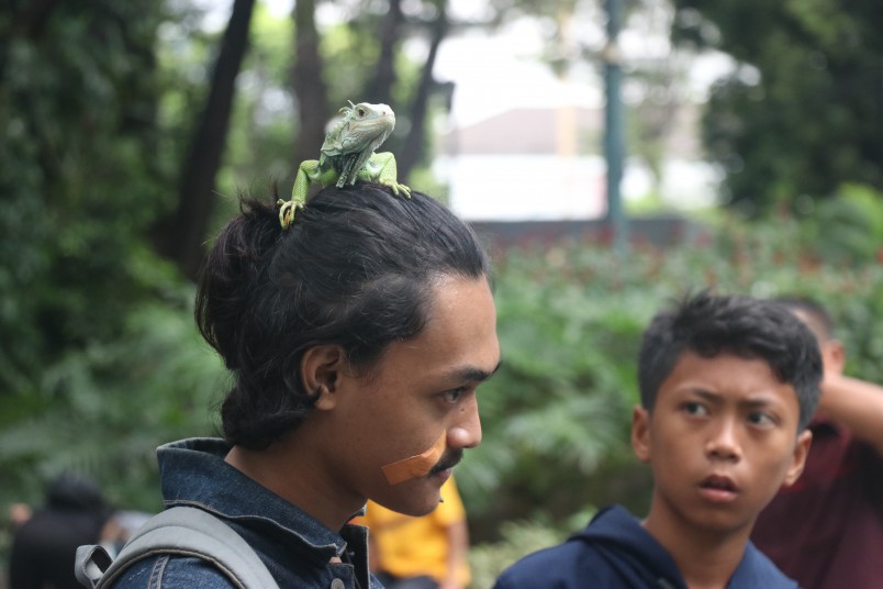 Other members of the public and Jakarta reptile appreciation society