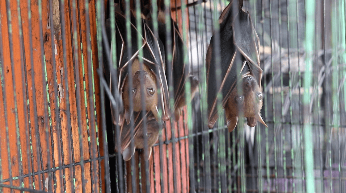 Caged Birds: The Risks and Rewards of Exotic Pets
