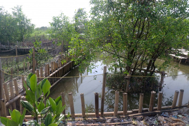 The boarder walls of these enclosures are made from mud and compressed rubbish held in by bamboo, mangroves are also sometimes planted in these walls