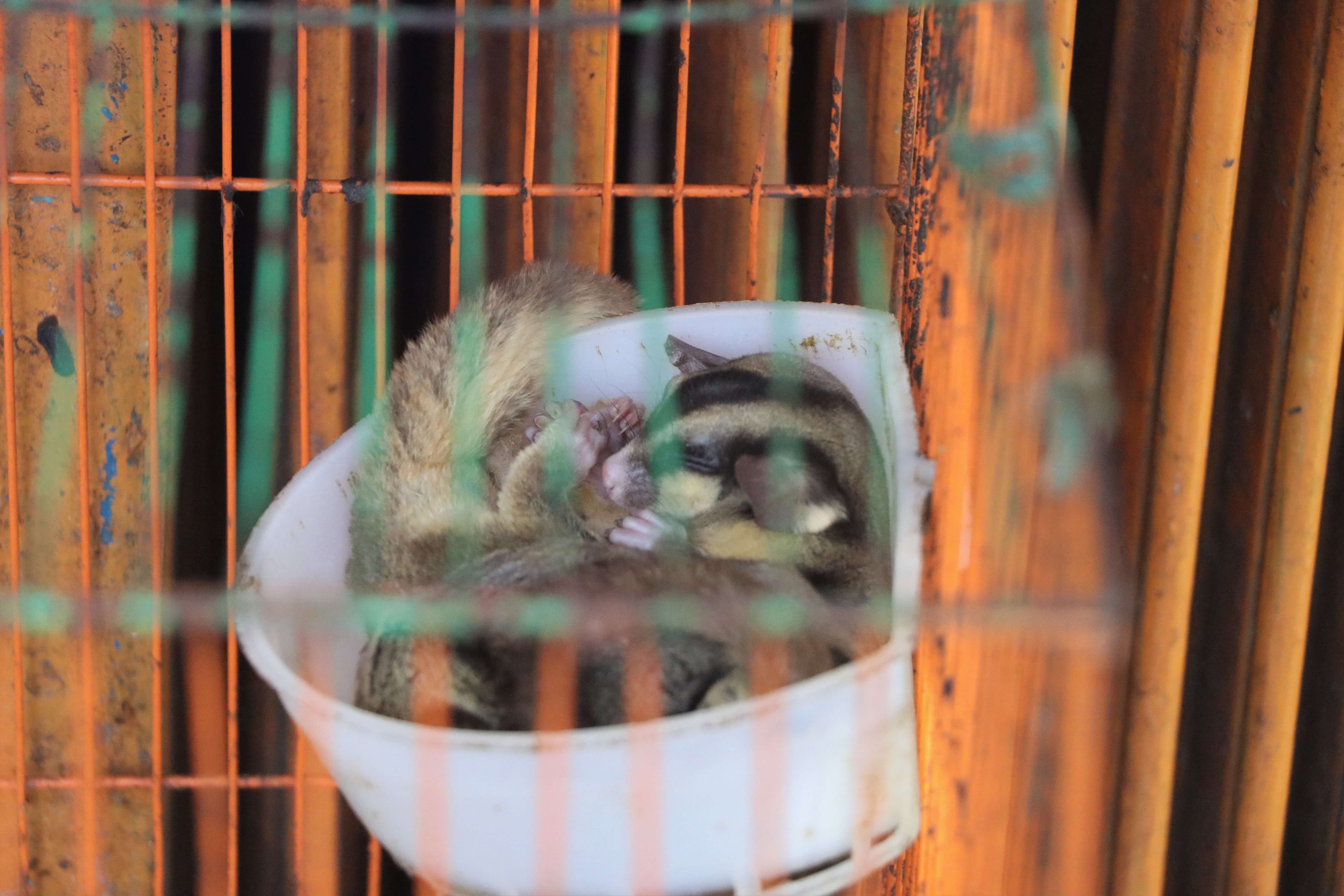 Social Media: The Problem or the Solution to Indonesia’s Animal Trafficking Epidemic?