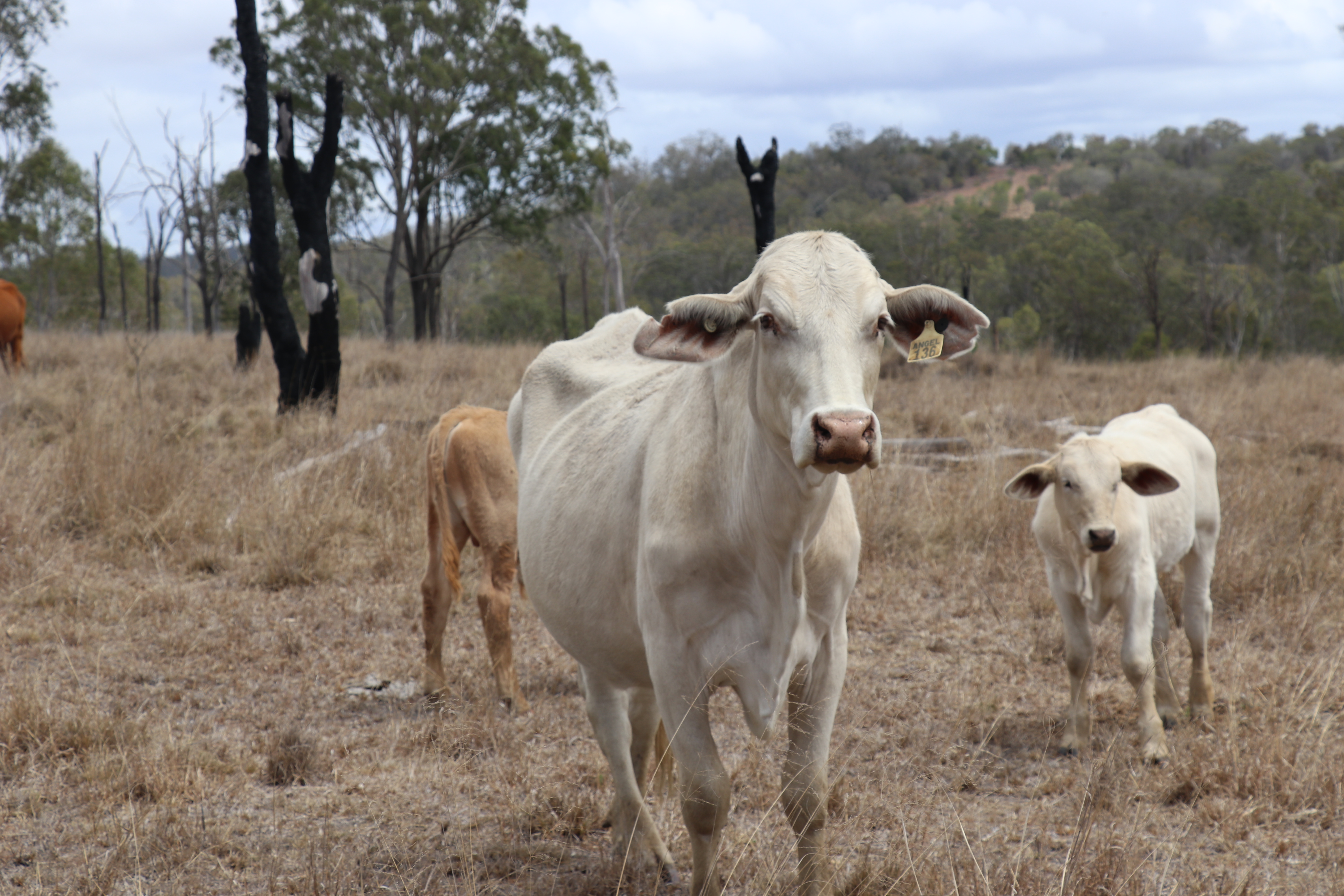 When It Rains, It Rains Dollars: Combatting the Drought in Regional Queensland