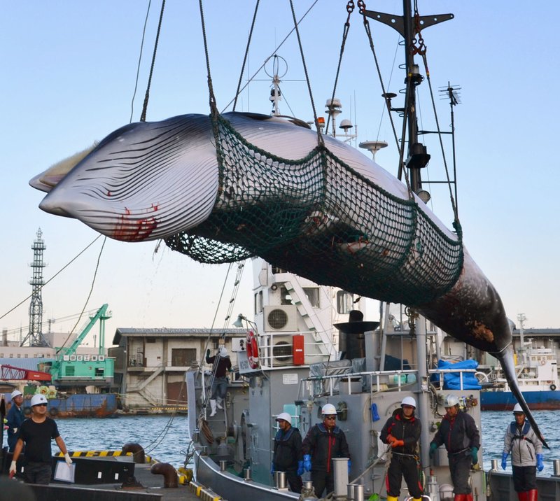 is-commercial-whaling-necessary-history-facts-and-myth-of-whaling