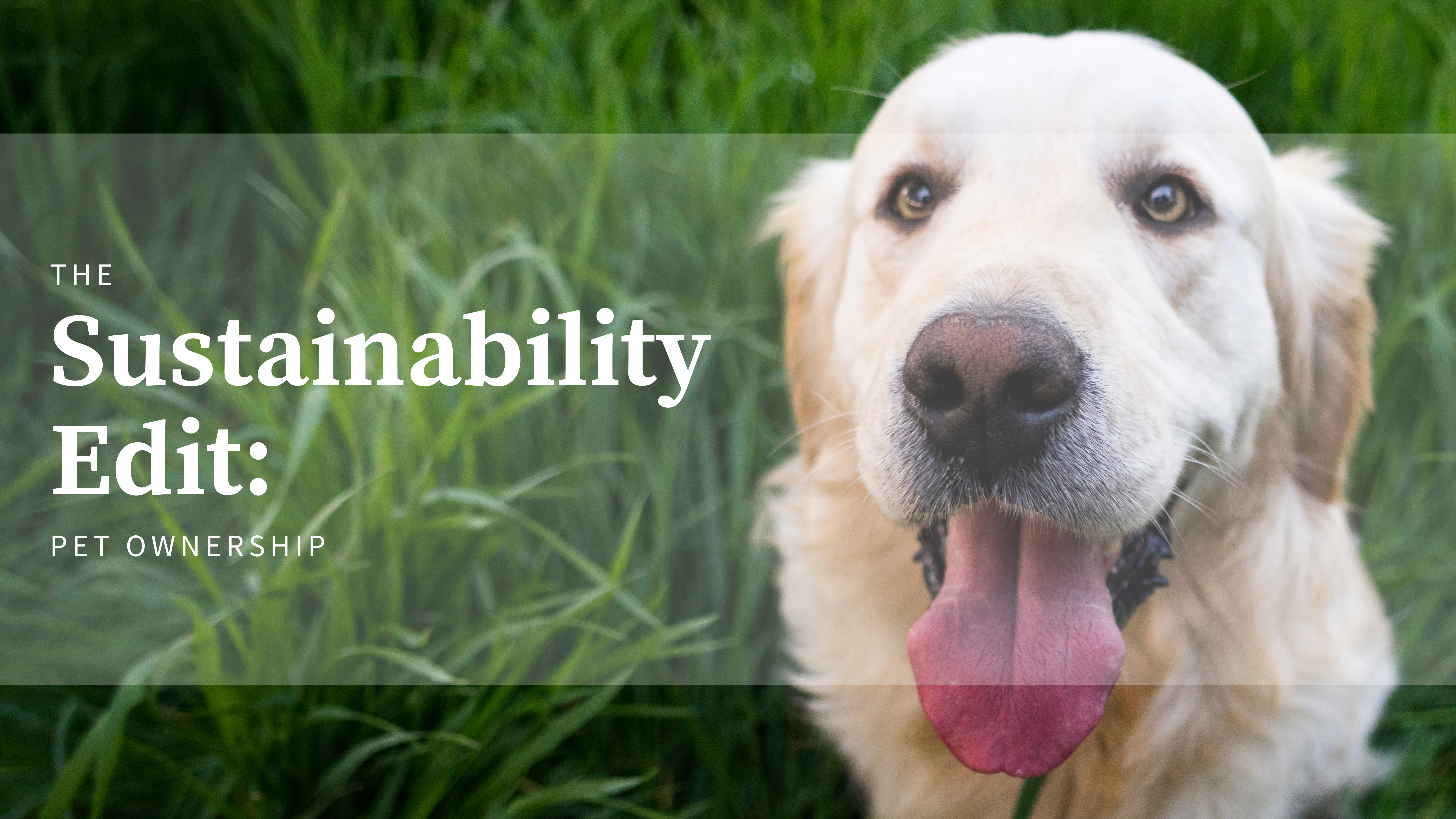 The Sustainability Edit: Pet Ownership