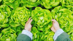 Embracing A Greener Lifestyle