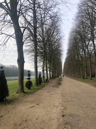 Tree pathway in Versailles gardens