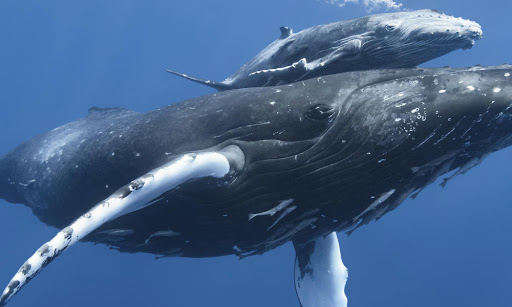 Is Commercial Whaling Necessary? History, Facts and Myth of Whaling
