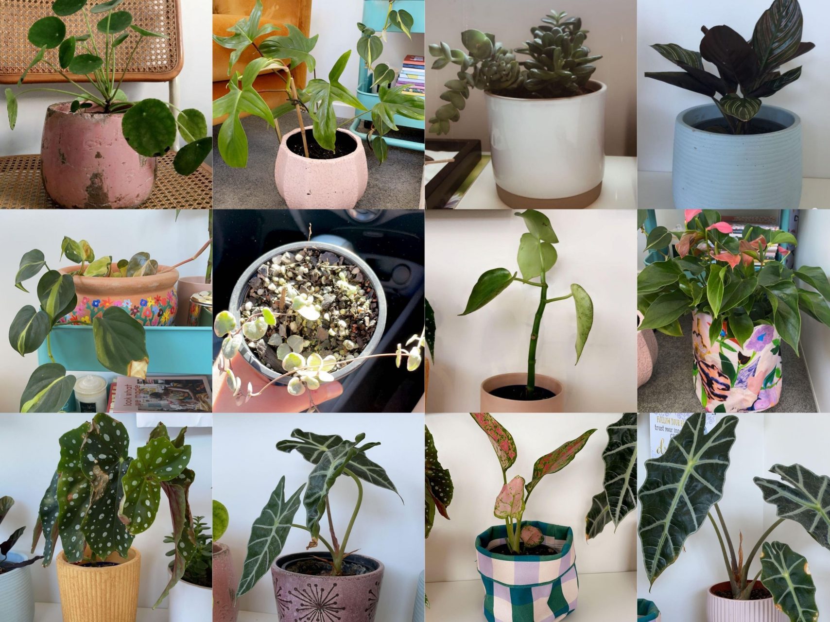 The Story of My Plants