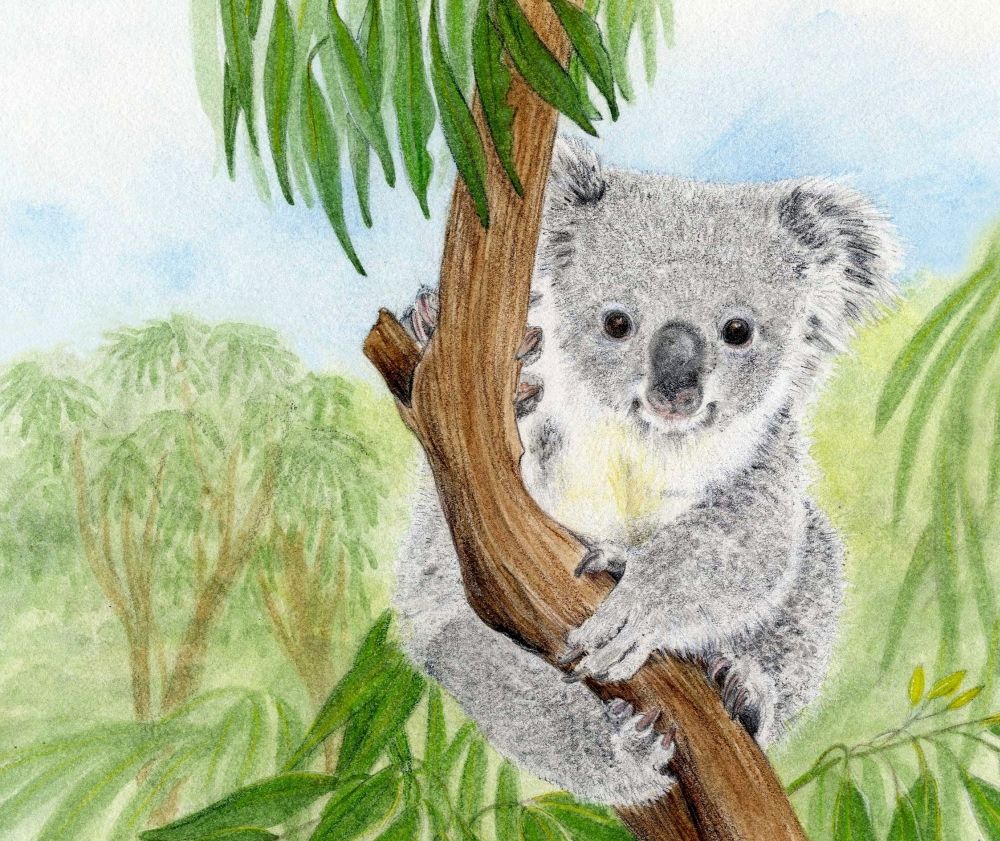 The Koala Boy