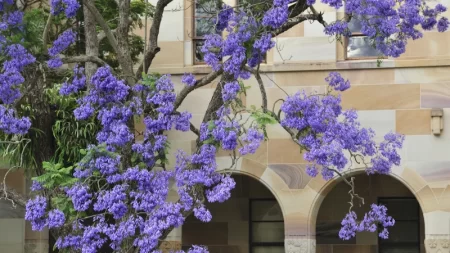 Climate Change: Why Are Jacaranda Blooming Earlier?