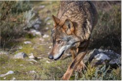 Sustainability Stories: Rewilding