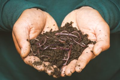 Person holding worms